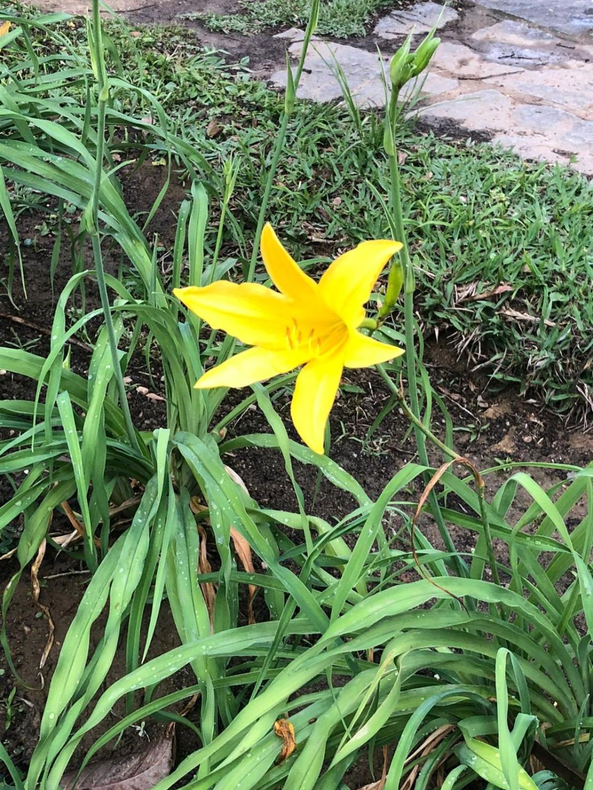 Casa Acucena No Sitio Gaia Magia Miguel Pereira Rj 호텔 외부 사진